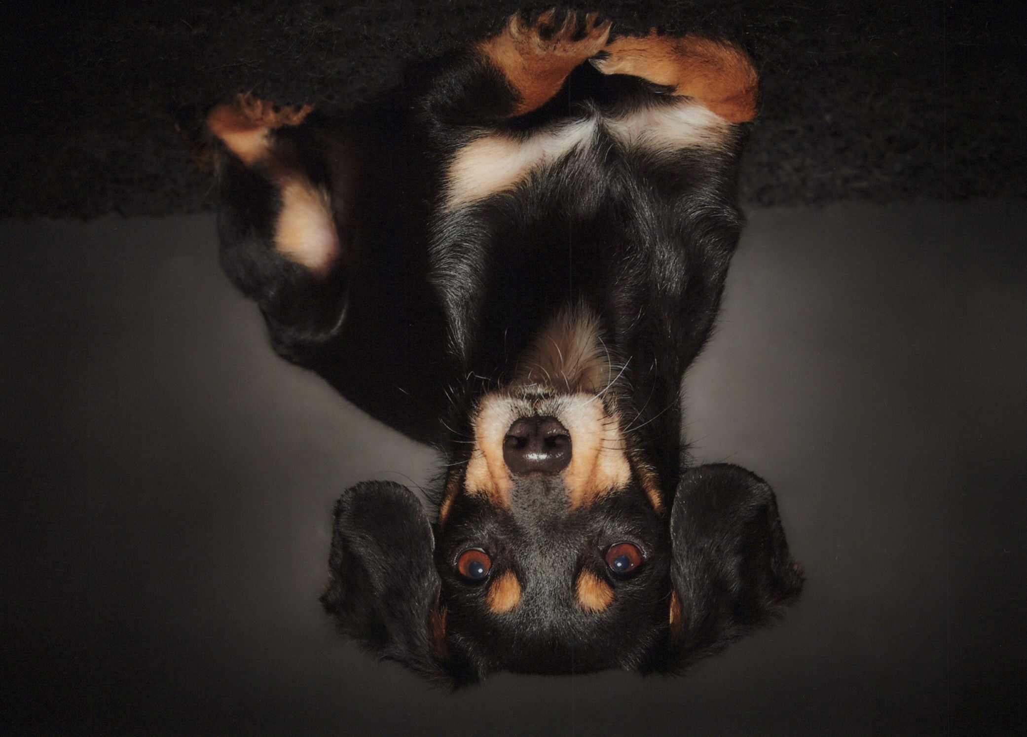 Besuchshund Nelly