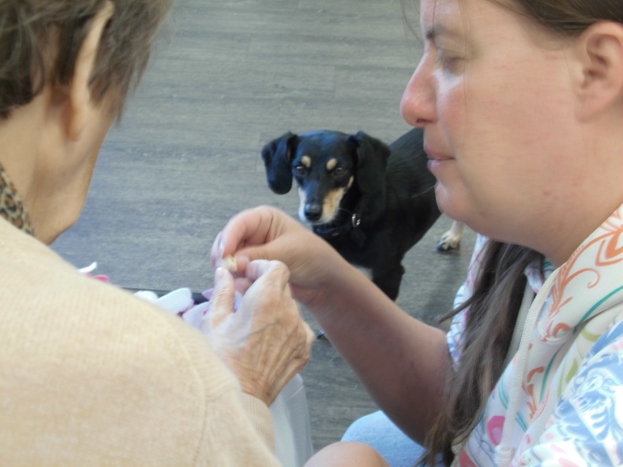 Besuchshund in Aktion